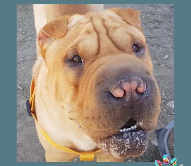 shar pei en adopcion en Madrid