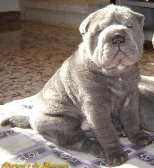 cachorro shar pei azul