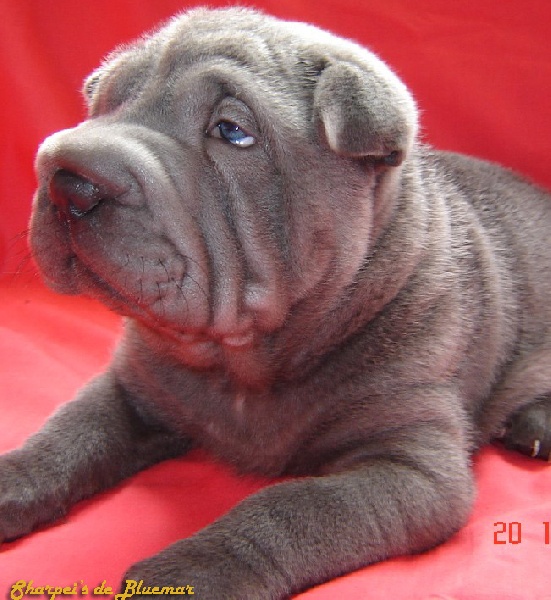 Real Prince Blue de Bluemar 