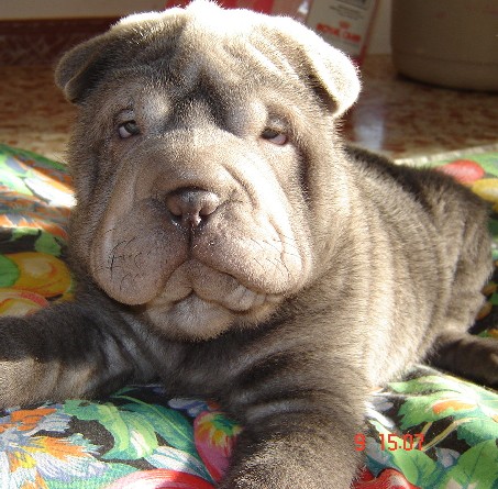 Boira. Hembra azul sharpei