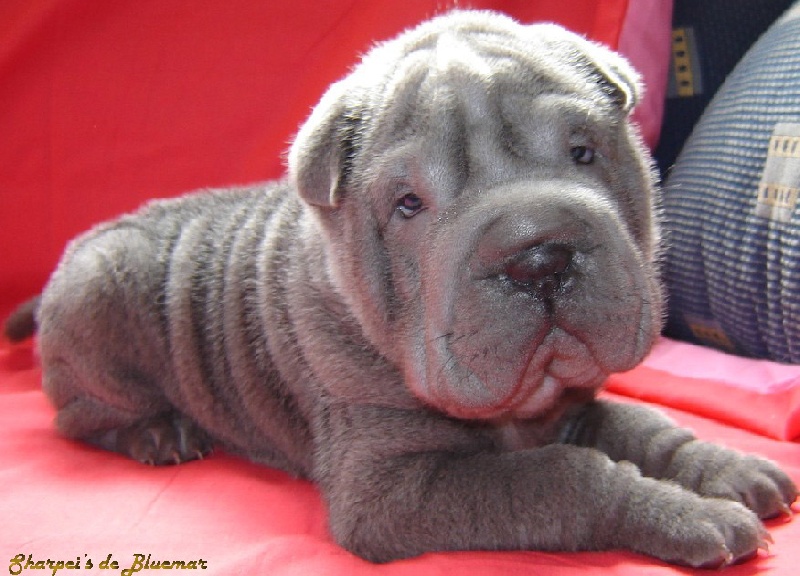 cachorro sharpei azul