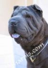hipoos eros for dragon de koshi