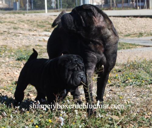 10 semanas. con la mami.